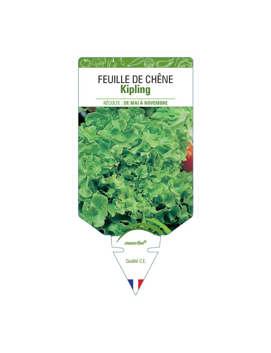 (LAITUE) FEUILLE DE CHÊNE KIPLING