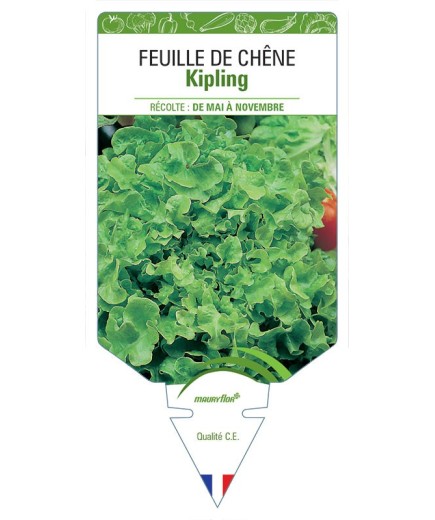 (LAITUE) FEUILLE DE CHÊNE KIPLING