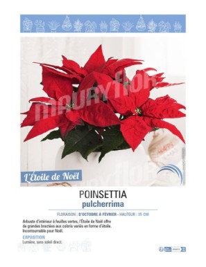 POINSETTIA PULCHERRIMA