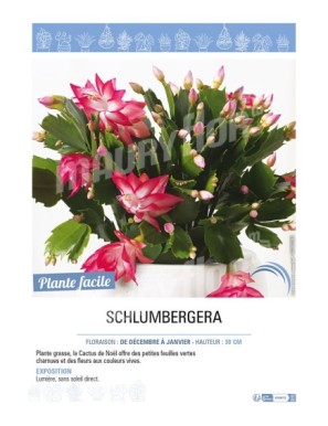 SCHLUMBERGERA