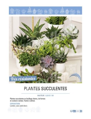 (SUCCULENTE MIX) PLANTES SUCCULENTES