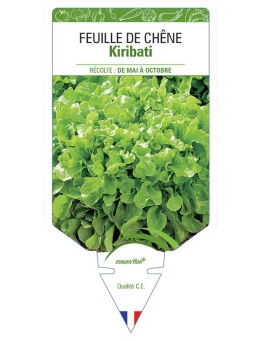 (LAITUE) FEUILLE DE CHÊNE KIRIBATI