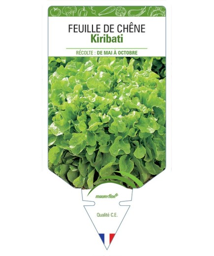 (LAITUE) FEUILLE DE CHÊNE KIRIBATI