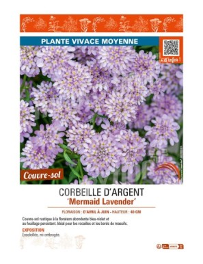 CORBEILLE D’ARGENT MERMAID LAVENDER (IBERIS SEMPERVIRENS)