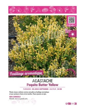 AGASTACHE POQUITO BUTTER YELLOW