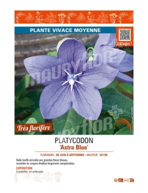 PLATYCODON ASTRA BLUE