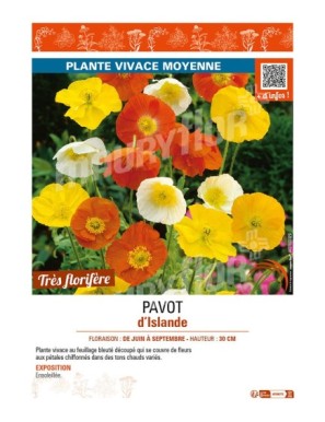 PAVOT D'ISLANDE