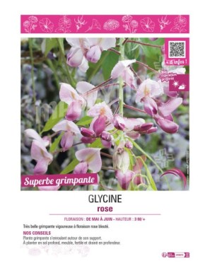 GLYCINE ROSE