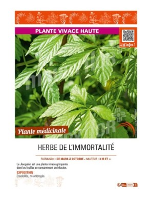 HERBE DE L’IMMORTALITÉ