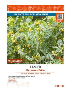 LAMIER HERMAN'S PRIDE