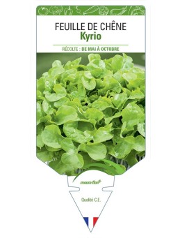 (LAITUE) FEUILLE DE CHÊNE KYRIO