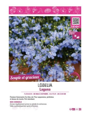 LOBELIA LAGUNA