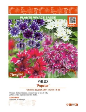 PHLOX POPSTAR