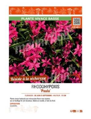 RHODOHYPOXIS PAULA