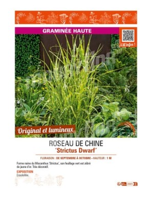 ROSEAU DE CHINE STRICTUS DWARF