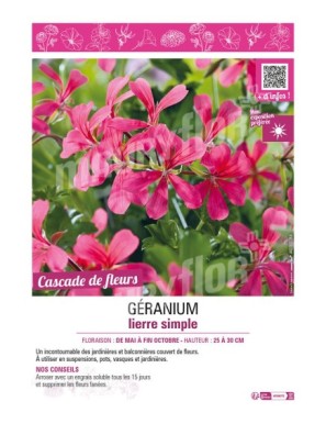 GÉRANIUM LIERRE SIMPLE (rose foncé)