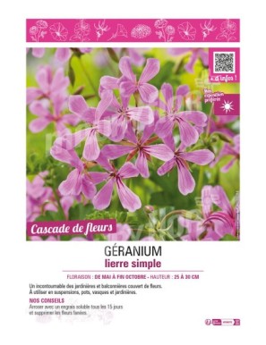 GÉRANIUM LIERRE SIMPLE (lilas)