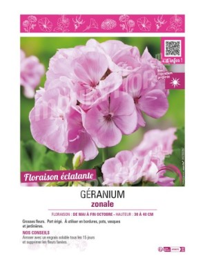 GÉRANIUM ZONALE (rose clair)