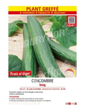 CONCOMBRE LONG