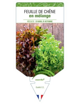 (LAITUE) FEUILLE DE CHÊNE EN MÉLANGE
