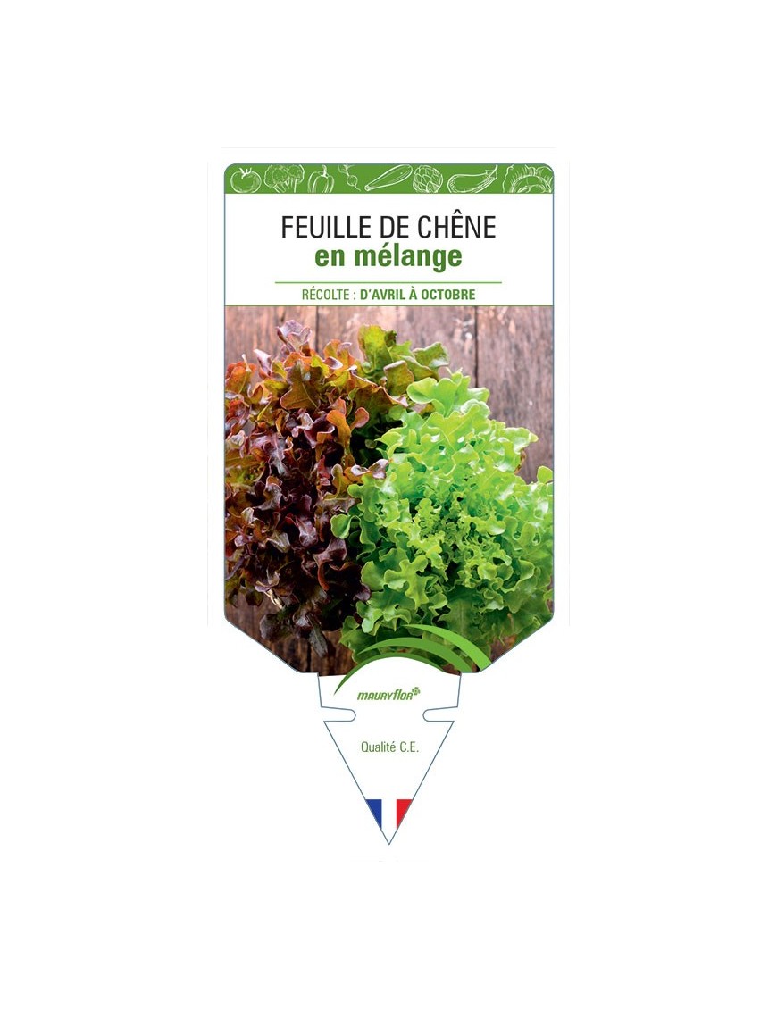 (LAITUE) FEUILLE DE CHÊNE EN MÉLANGE