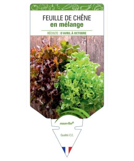 (LAITUE) FEUILLE DE CHÊNE EN MÉLANGE