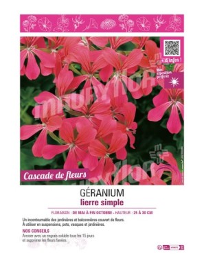 GÉRANIUM LIERRE SIMPLE (framboise)