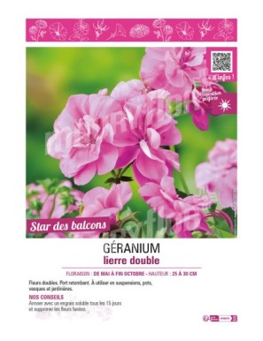 GÉRANIUM LIERRE DOUBLE (rose clair)