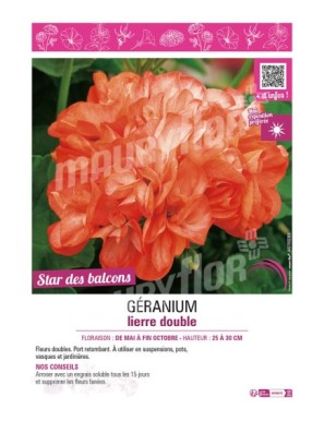 GÉRANIUM LIERRE DOUBLE (orange et blanc)