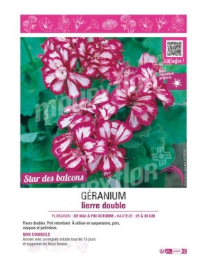 GÉRANIUM LIERRE DOUBLE (rose et blanc)