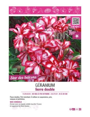 GÉRANIUM LIERRE DOUBLE (rouge et blanc)