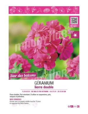 GÉRANIUM LIERRE DOUBLE (rose foncé)