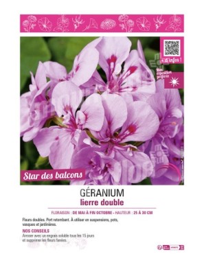 GÉRANIUM LIERRE DOUBLE (violet clair)