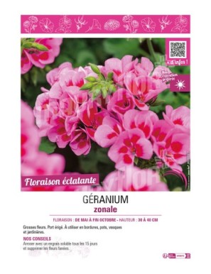 GÉRANIUM ZONALE (violet clair)