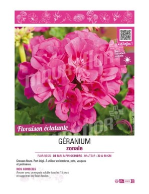 GÉRANIUM ZONALE (rose foncé)