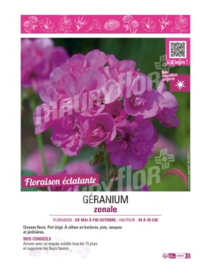 GÉRANIUM ZONALE (violet)