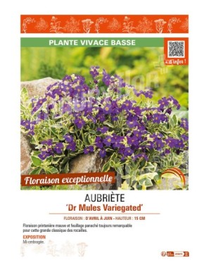 AUBRIÈTE DR MULES VARIEGATED