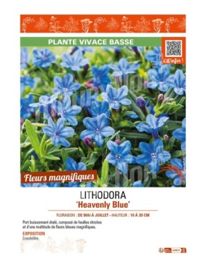 LITHODORA Heavenly Blue