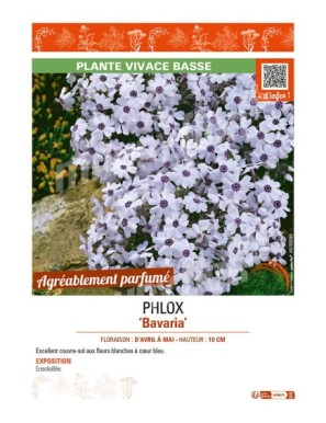 PHLOX BAVARIA