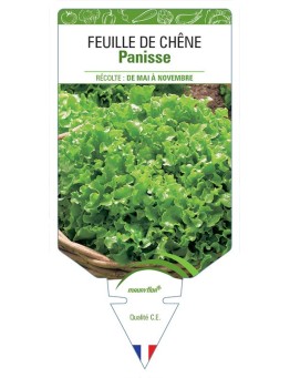 (LAITUE) FEUILLE DE CHÊNE PANISSE