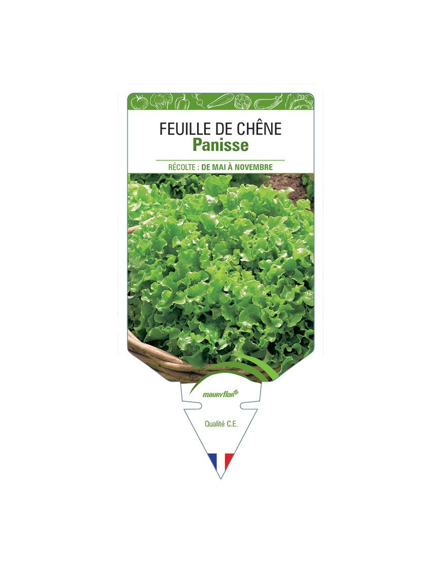 (LAITUE) FEUILLE DE CHÊNE PANISSE