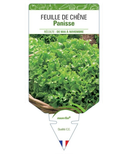 (LAITUE) FEUILLE DE CHÊNE PANISSE