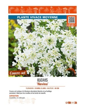 IBERIS voir CORBEILLE D’ARGENT Nevina