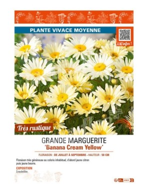 MARGUERITE Banana Cream Yellow (GRANDE)