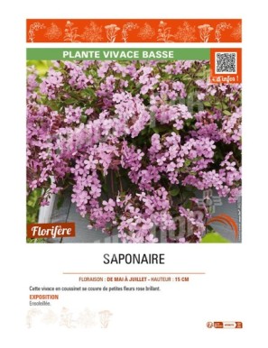 SAPONAIRE (rose)