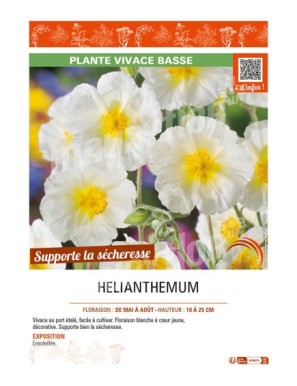 HELIANTHEMUM (blanc)