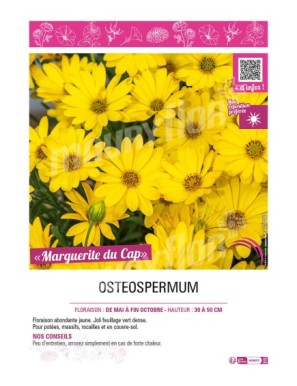 MARGUERITE DU CAP (jaune) (OSTEOSPERMUM)