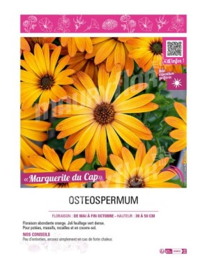 MARGUERITE DU CAP (orange) (OSTEOSPERMUM)