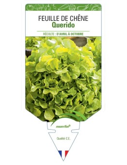 (LAITUE) FEUILLE DE CHÊNE QUERIDO