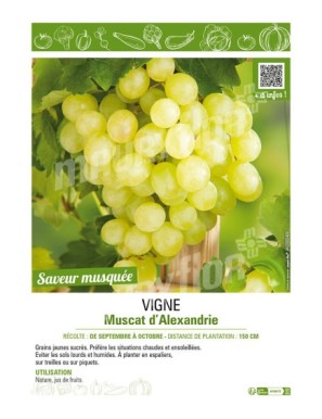 VIGNE MUSCAT D'ALEXANDRIE